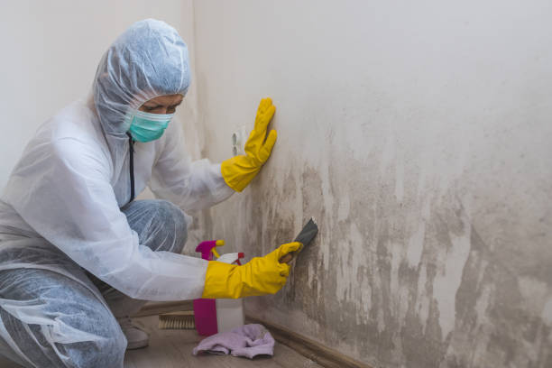 Professional Mold Removal in Gloversville, NY
