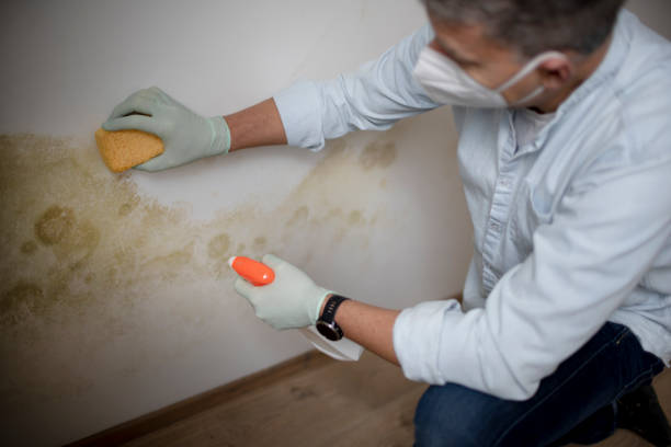 Best Toxic Mold Removal  in Gloversville, NY