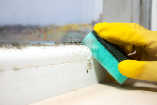 Crawl Space Mold Removal in Gloversville, NY