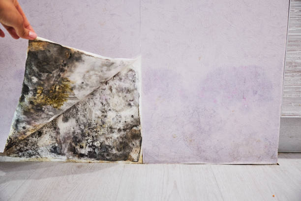 Best Local Mold Removal Service  in Gloversville, NY